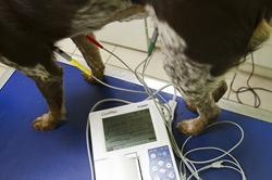 Electrocardiogramme chien